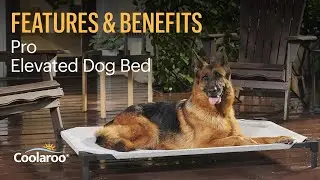 Features & Benefits of the Coolaroo Pet Bed Pro Elevated Pet Bed - Our NEWEST PET BED!