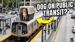 Taking My Dog on Public Transport: What Happens? 🚆🐶
