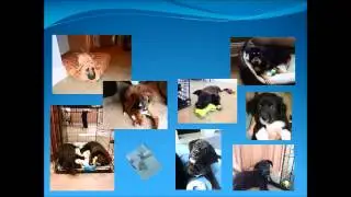 Companion Animal Rescue & Education