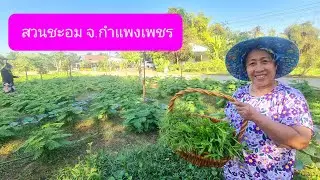 สวนชะอม จ.กำแพงเพชร 