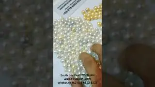 South Sea Pearl Wholesale 👉 WhatsApp +62 878 6502 6222 pearl farm 47