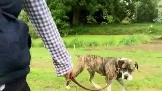 Emma Gunary Clicker Training. AA dog rescue. Zena doing some lead training. Calming circles, slowly
