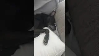 daisy dogs: sleeping in her bed 💕