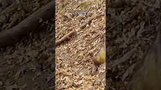 Amazing Wildlife on a Camera Trap #shorts