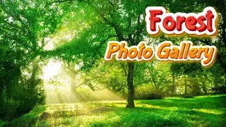 Forest Photo Gallery | Photoshoot | Photography | Free HD Photos Collection | Yash Arts