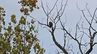 ADULT BALD EAGLE VISITOR VOCALIZES PERCHED ABOVE THE ST. JOSEPH RIVER ACROSS FROM ST. PAT'S PARK.
