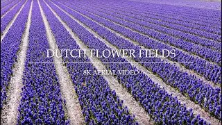 Dutch flower fields | 8K aerial video