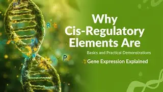 Cis-Regulatory Element Are Important | Basics and Practical Demonstrations Gene Expression Explained
