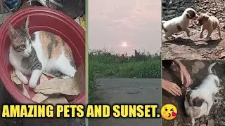 #615Vlog #KakaibangHayop #KMJS AMAZING PETS AND SUNSET.PUSA NAMIN ANTINGERA NA DIN AT MAY GABAY PA.