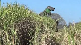 Cane Harvest Australia