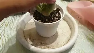無星兔耳入盆