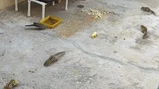 SkyFire is on live birds eating food #vertical #shortsfeet# shorts# video