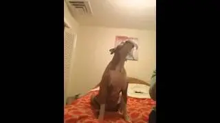 Funny dog video - Meglen