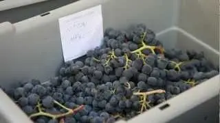 Wine Grape Sampling | Pre-Harvest Winemaking Process&nbsp;of Sugar Testing Grape Clusters