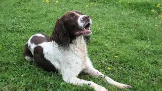 Caring for Your Cocker Spaniel s Anal Glands Tips and Techniques