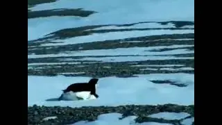 Modi Modi Modi 🗣️🗣️🔥🔥#penguin #famous#popular #viral #viral 