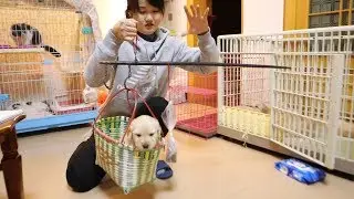 豬豬拿出家裏的古董給小金毛稱重，妮娜以為要賣掉小狗，連忙阻止