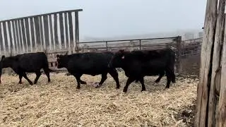Lot 8B McComish Ranch