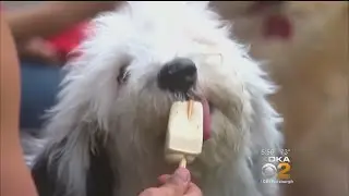 Study Finds Obesity Spreading To Pet Population