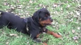 Best dog harness for Rottweiler temperament!