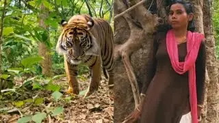 Tiger Attack On Village Girl in the forest l tiger Attack man in forest yay🌳nga🙏tiger attack🦁..🤣,,n🌹