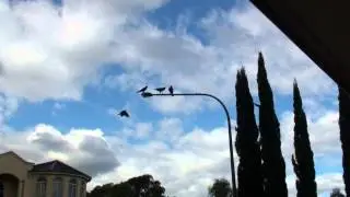 Australian ravens mourning member's death (amazing footage)