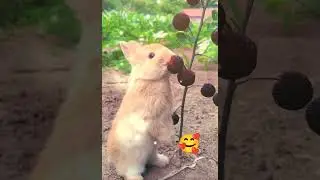 #cool #funny #funnymoments #comic #humourous #funnyanimals #amazing