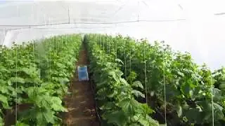 Field cote CRF, сглаживает климатические условия в теплице с огурцом,часть 5