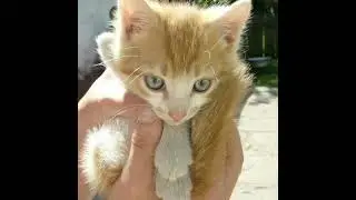 #shorts Supercute Kittens #awwanimals
