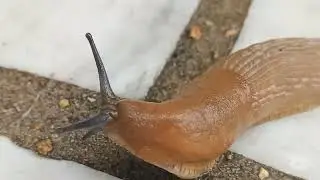 #lifecycle #slugs #snail #amphibian #gastropod #shell  #documentary #limacity  #insects #reporting