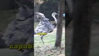 Amazing Ostrich #ostrich
