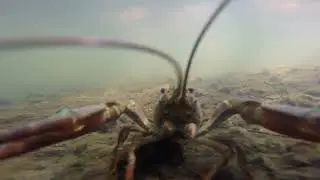 Signal Crayfish