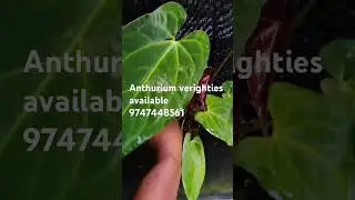 Plants for sale #all India plant s available #9747448561