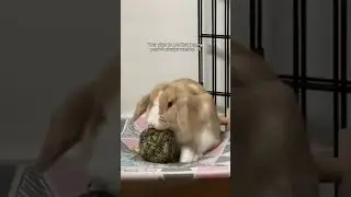 our rabbit was the best decision we ever made @sonny.and.a.bunny #rabbits