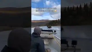 They were cruising and saw this moose running on water 😳 | #shorts