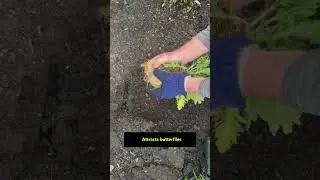 Planting  Blanket Flower Plants #shorts