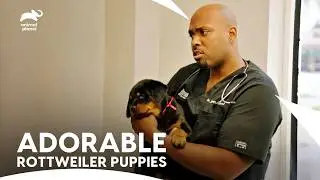 Dr. Blue vs. Dr. Ross: Who’s the Best Dog Trainer? |  The Vet Life | Animal Planet