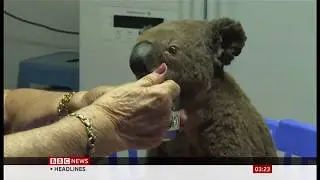 Weather Events 2019 - Wildfires - concerns over koalas (Australia) - BBC - 3rd November 2019