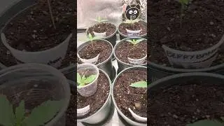 Autoflower Day 13 From Seed #spiderfarmerled #garden #trending #today #grow #plants #nature #sf1000