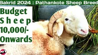 Bakrid 2024 Special : Low Budget Sheep 10,000/- Onwards | Mysore Studio
