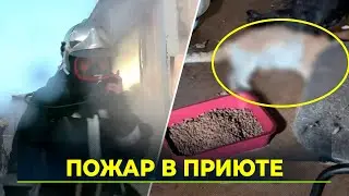 В Аксарке горел приют для бездомных животных. Все кошки погибли