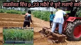 ਗੜਸ਼ੰਕਰ ਵਿੱਚ ਪੀ -23 ਕਲੋਨ ਸਫੈਦੇ ਦੇ ਬੂਟੇ ਲਗਾਏ ਗਏ |safeda tree farming |eucalyptus farming in india.