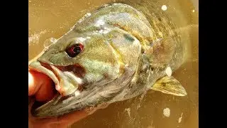 My Personal best Smallmouth Bass!