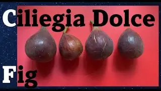 Ciliegia Dolce Fig.  Fig Tasting