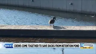 Crews come together to save ducks from Grandville retention pond
