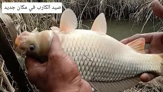 صيد وحوش الكارب بالطعم الجديد