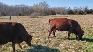 Greg decided to change his winter stockpile grazing plan!