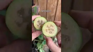 Фейхоа, он же ананасовая гуава #фрукты