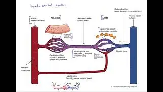The hepatic portal system