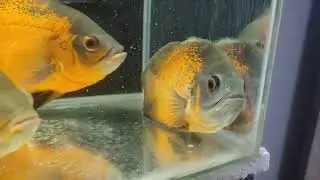 Oscar fish treatment for fungal infection